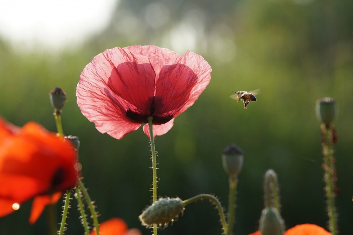 Die Bundesgartenschau sucht Gästebegleiter mit christlichem Hintergrund Die Bundesgartenschau sucht Gästebegleiter mit christlichem Hintergrund