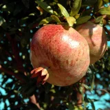 Granatapfel-Frucht  Ruth Bredenbeck